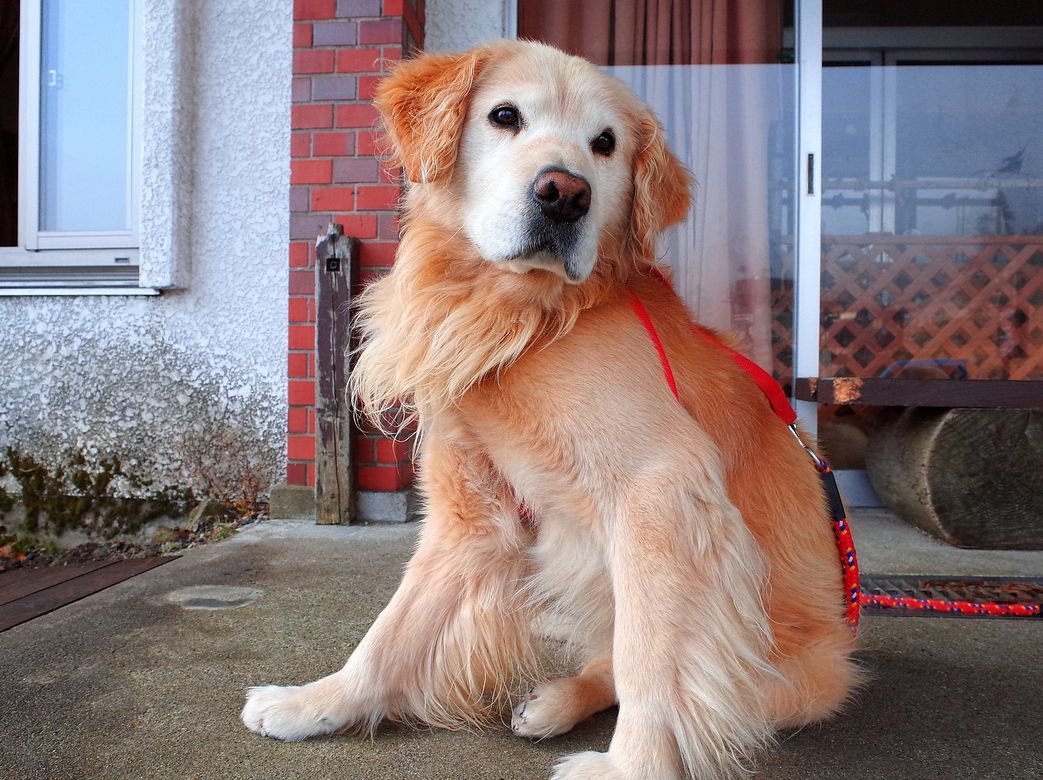 渋峠ホテルの名物マスコット犬に又会えたゼ ２０１８秋 万座温泉行 １ 私のデジタル写真眼