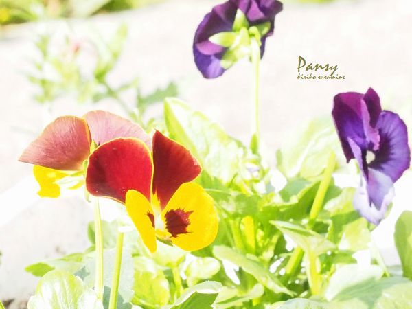 季語は春 Haiku Summer Photo 季語は春 Haiku Summer Photo