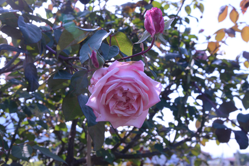 c0107129_23310502.jpg