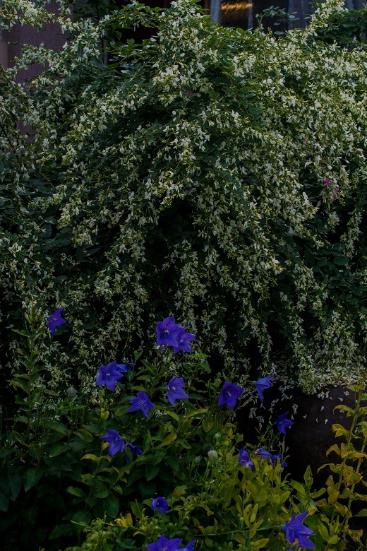 e0363038_14594455.jpg