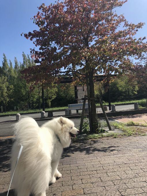 2018年10月前半インスタ画像集_f0128542_01482822.jpg