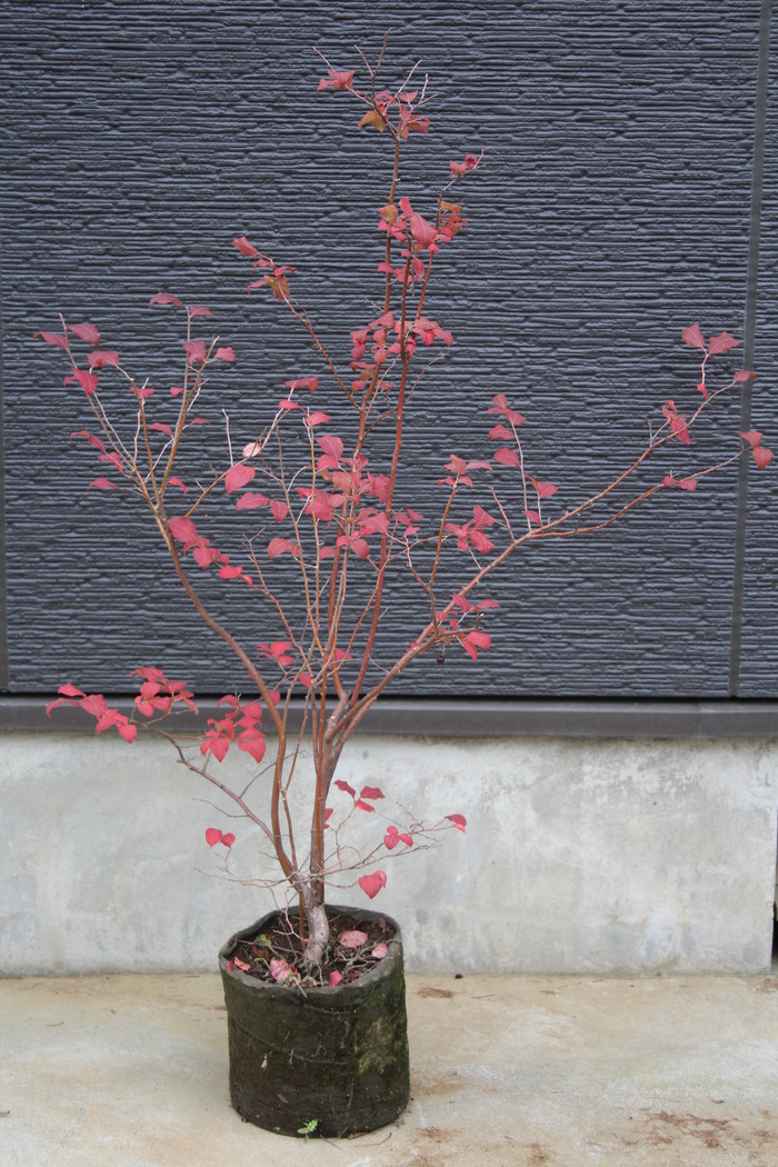 ナツハゼ ナツハゼ 本株立ち 夏櫨 実付き 販売 画像 写真 価格 値段 庭木 安行 植木 お問合せ商品 田中園 Shop Tanakaen Jp Web Magazine