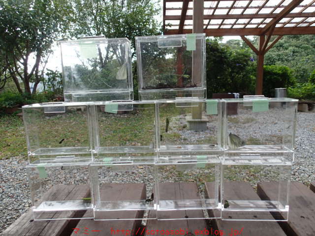 d0105749_17312825.jpg