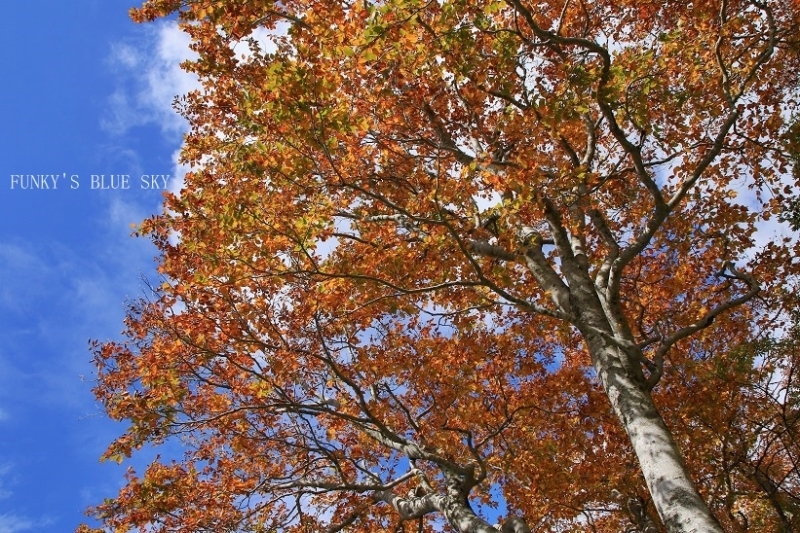 c0145250_14493458.jpg
