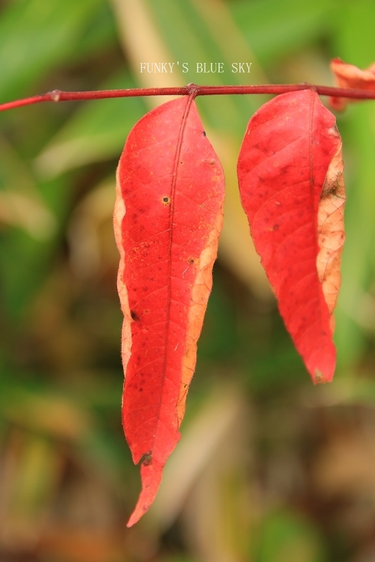c0145250_14494013.jpg