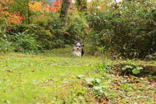 c0145250_14495177.gif