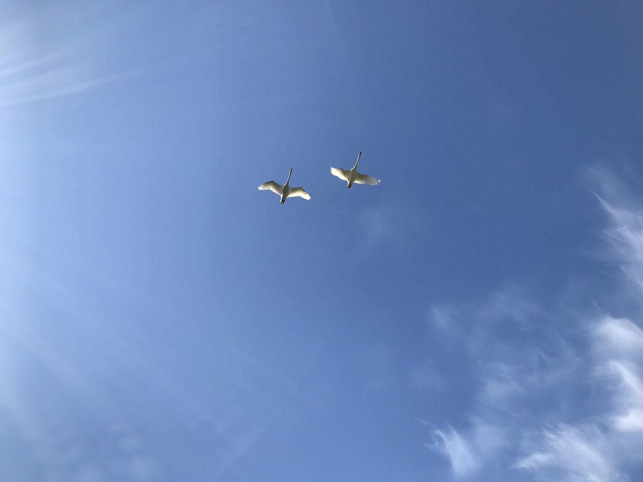 d0109356_14262256.jpeg