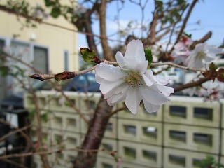 板野生活　～はるかぜガーデンの秋の花～_c0218368_11131705.jpg