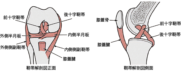 膝靭帯損傷 その2 原因 病態 弘明寺 原整形外科医院 のブログ