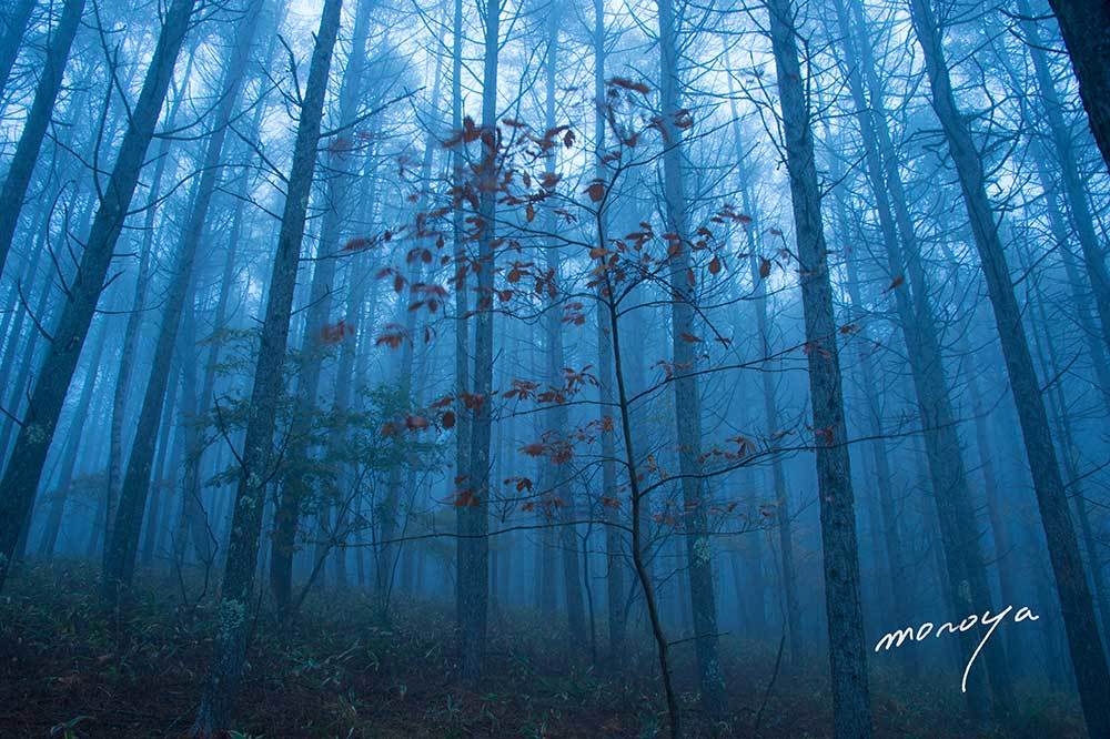 霧の森_c0085877_18042441.jpg