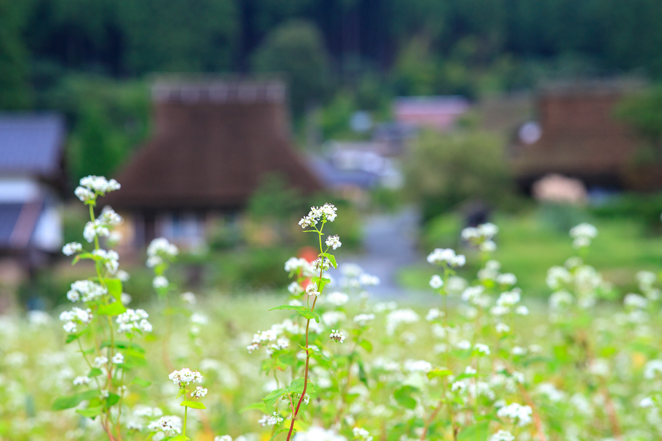 蕎麦の花！　　～美山　かやぶきの里～_b0128581_20392552.jpg