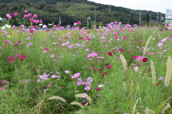 秋の花　コスモスも求めて(^O^)／_f0220087_22513953.jpg