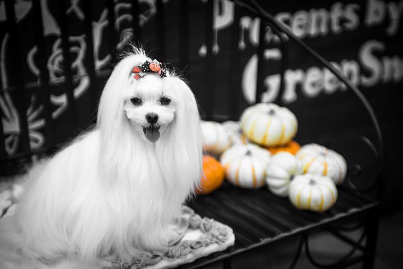 A Park Colored In Wicked Halloween Atmosphere_d0353489_20414275.jpg