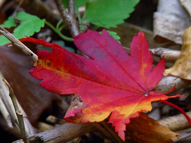 f0157901_1911614.jpg