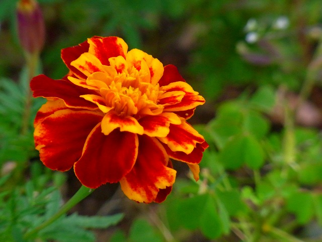 f0157901_1915239.jpg