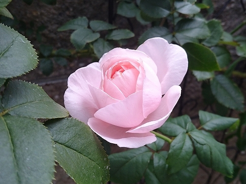 疲れが溜まってダウン_e0289203_20012537.jpg