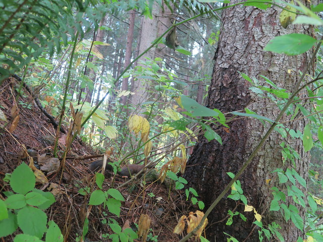 北海道に行くのに無計画？？？_a0210108_18213891.jpg