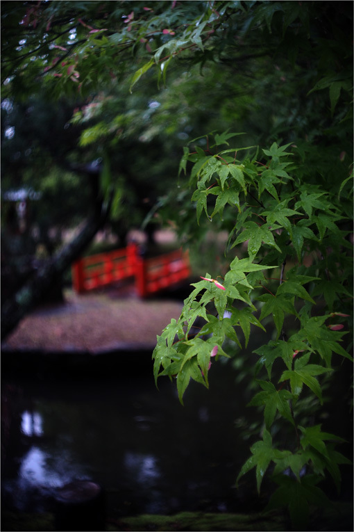 2023　雨道（2018年5月9日アポクロマート25㎜F2は雨の日の西大寺もキリリと）_b0226423_21071453.jpg