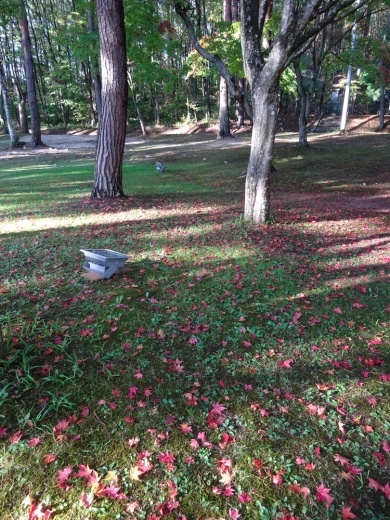 紅葉ライトアップ準備始まる_c0111229_18411254.jpg