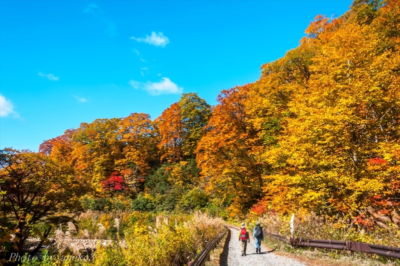 みちのく乳頭温泉紅葉２ みちのくの大自然