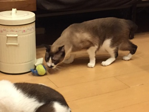 c0342535_22191992.jpeg
