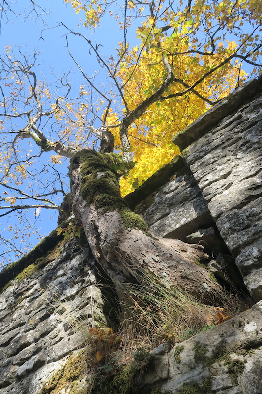 金色の聖地のカエデの生命力、ラヴェルナ修道院_f0234936_629712.jpg