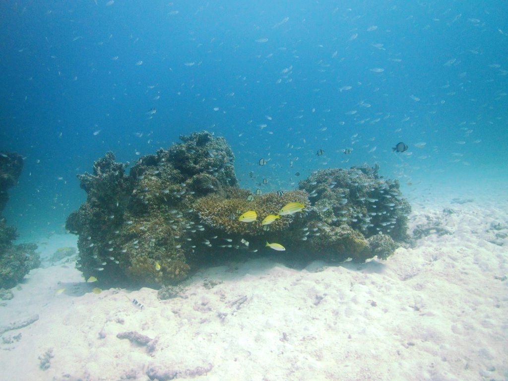 ササハゼが登場~(^^)/_a0189838_07141568.jpg
