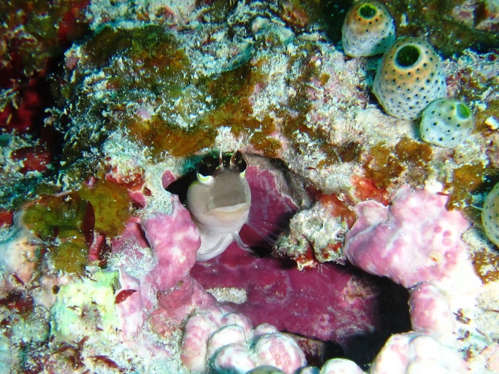 ササハゼが登場~(^^)/_a0189838_07145429.jpg