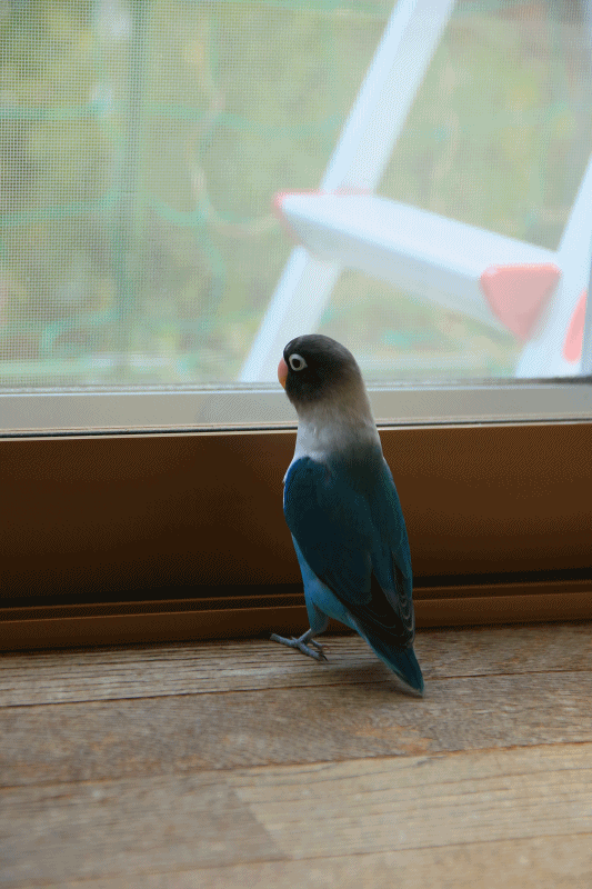 c0145250_11145195.gif