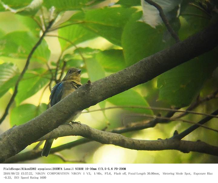 秋ヶ瀬公園・子供の森 2018.9.23_c0062451_14453891.jpg