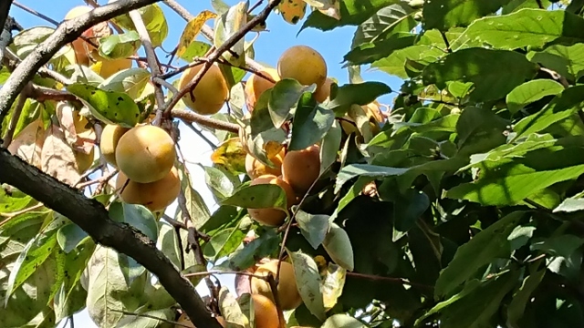 c0328559_16590919.jpg