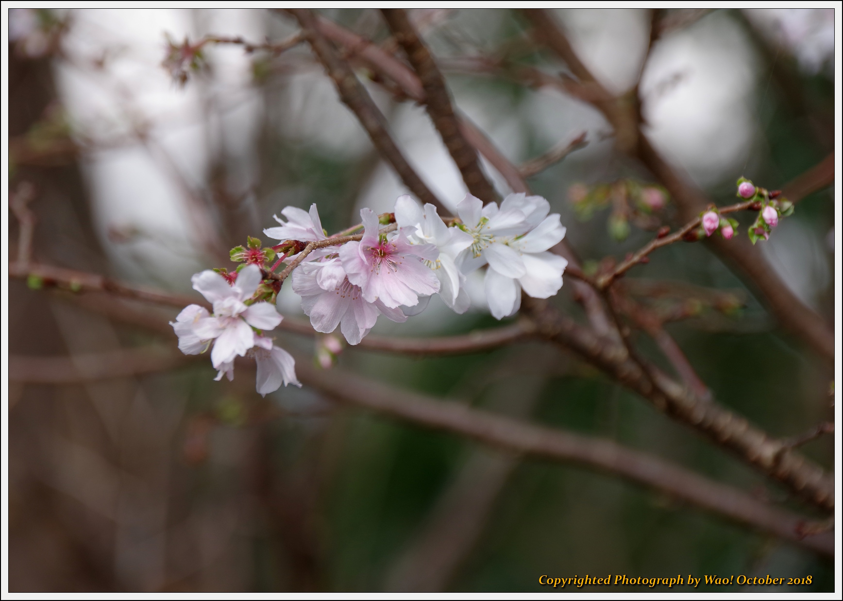 桜の花とリンゴの花 : 野鳥の素顔 ＜野鳥と日々の出来事＞