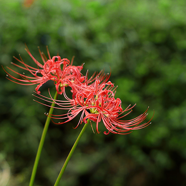 伊勢原日向に彼岸花見物　日向の曼珠沙華もう一回　18.09.23 10:19_d0367875_04044830.jpg