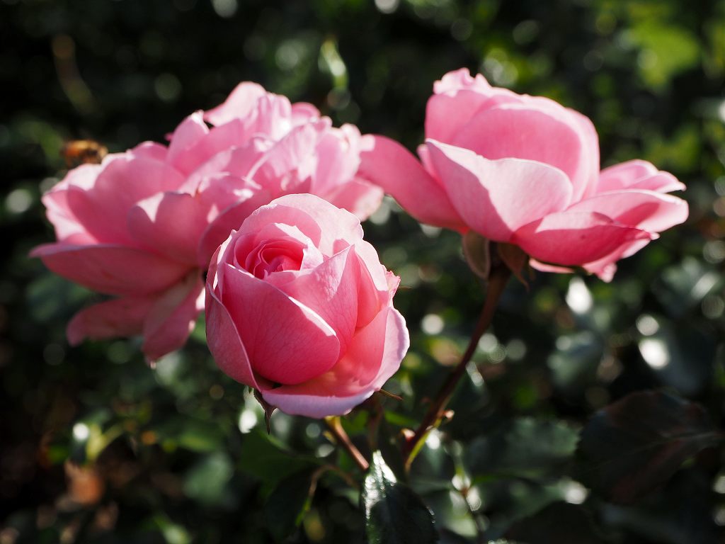 c0183777_7515248.jpg