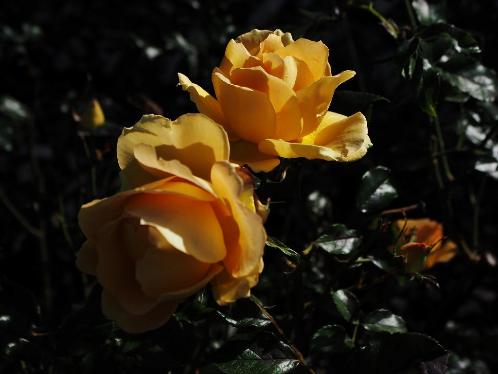 c0183777_7521020.jpg