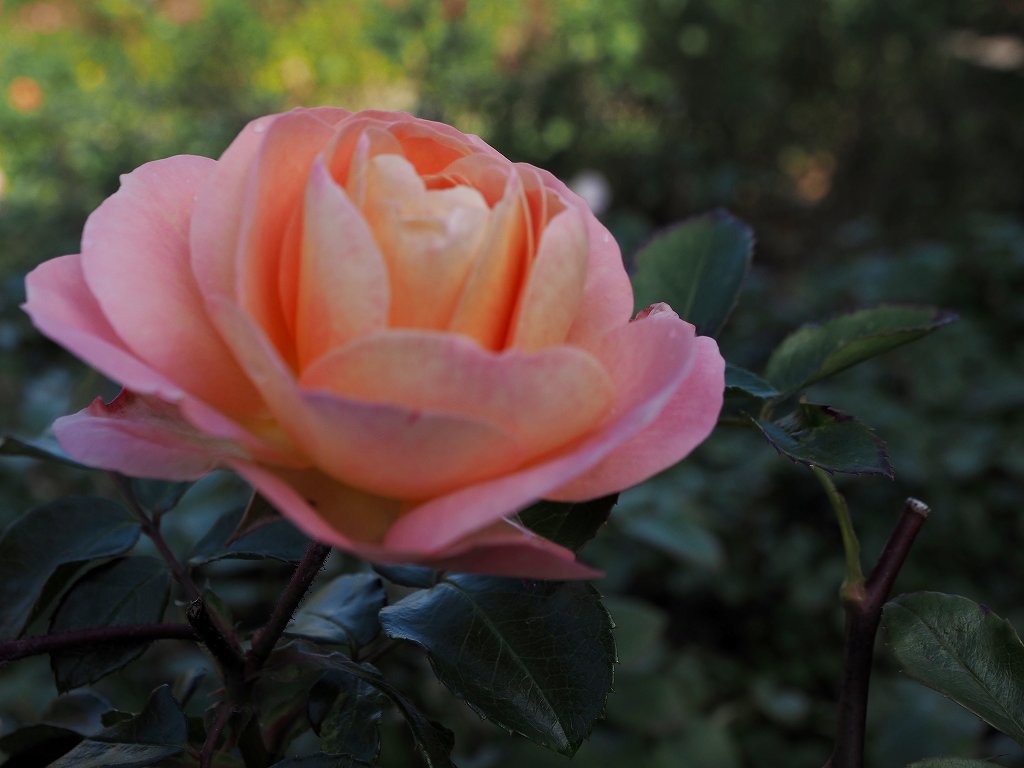 c0183777_758121.jpg