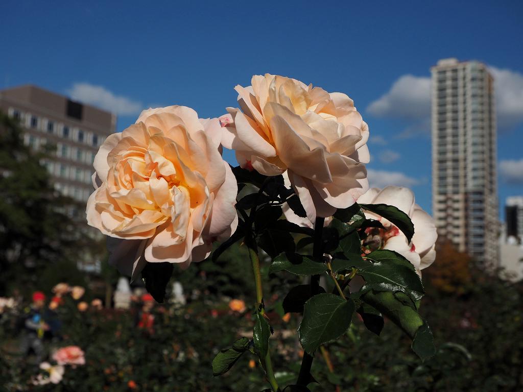 c0183777_8362622.jpg