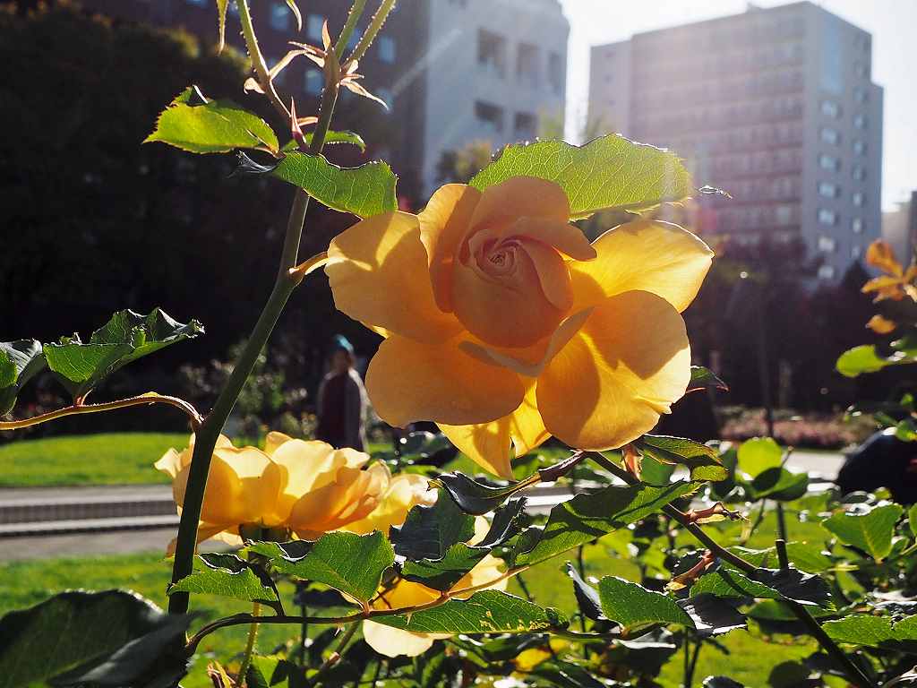 c0183777_8372279.jpg