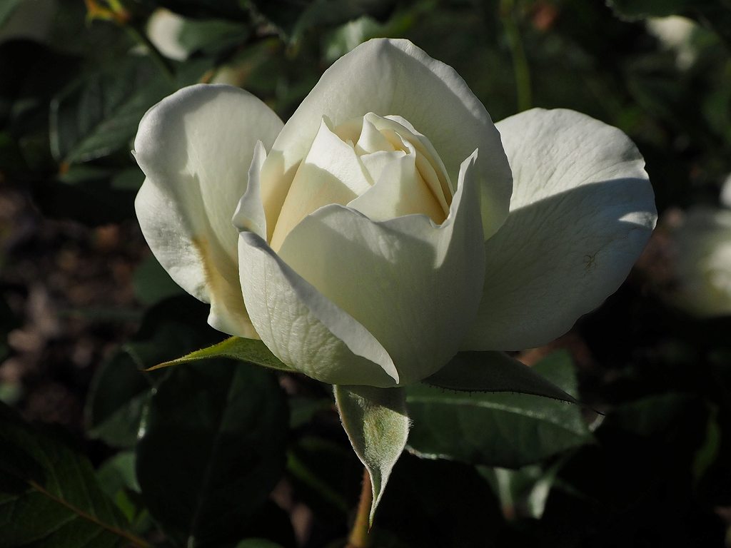 c0183777_8385357.jpg