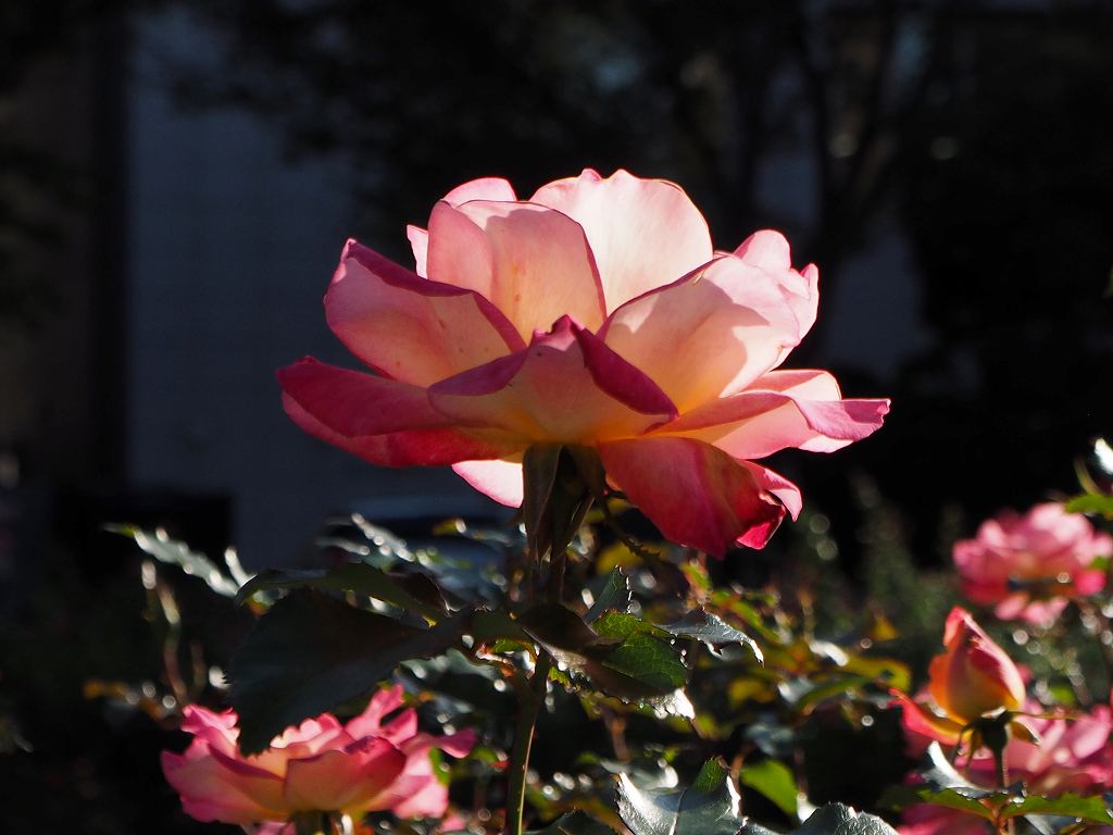 c0183777_839245.jpg