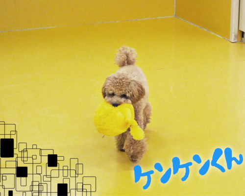 プードルDay_f0357682_02391529.jpg