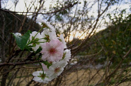 ニ上山　冬桜・夕日_c0229483_11181662.jpg