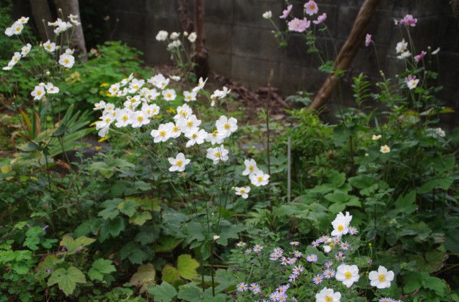 秋の庭　女郎花・男郎花・吾亦紅・秋明菊・秋海棠_c0144185_2348445.jpg