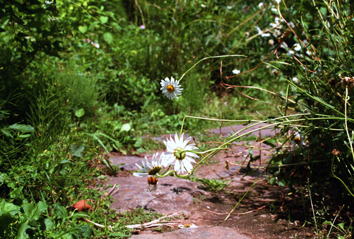 c0386291_06541614.jpg