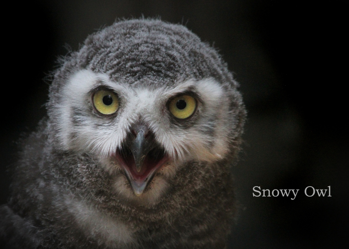 シロフクロウ：Snowy Owl _b0249597_15491203.jpg