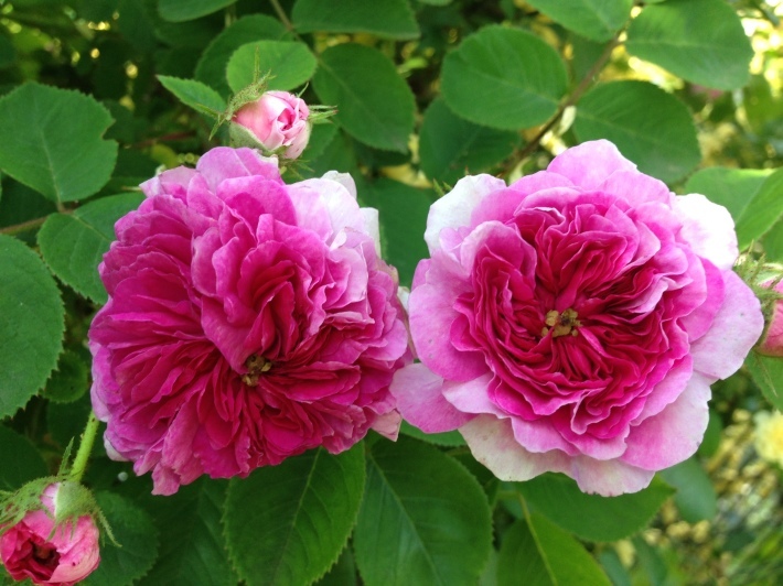 f0201297_08041671.jpg