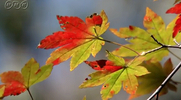 f0231709_20200001.gif
