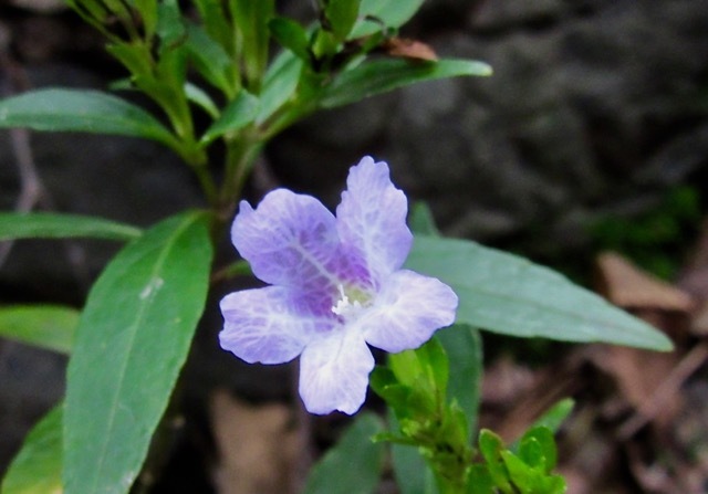 植物園で・・・続　山野草_a0164011_20402800.jpg