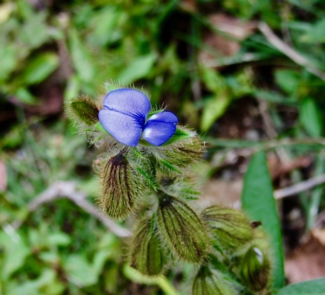 植物園で・・・続　山野草_a0164011_20404418.jpg