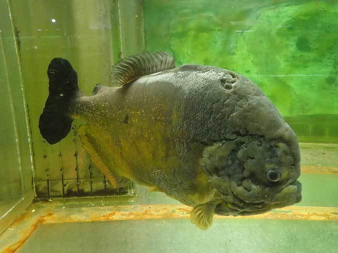 東京タワー水族館~壮観!ピラニア・コレクション!!【前編】_b0355317_21292422.jpg